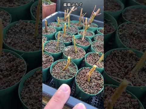 種、挿し木、または若木から盆栽を育てるにはどうすればよいですか?  庭園