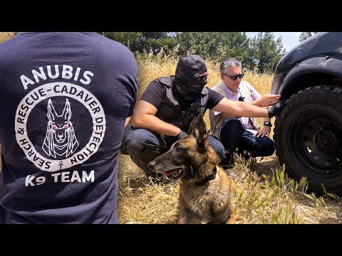 Anubis K9: Τα Μαλινουά που εντοπίζουν νεκρούς και εξιχνιάζουν υποθέσεις