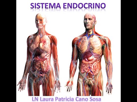 Sistema Endócrino Parte 1