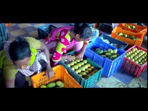 Improving Livelihood in Tribal areas of Orisa through Mango Cultivation