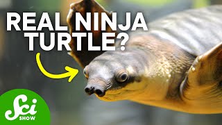 Mouth-Peeing and 5 Other Extreme Turtle Traits