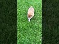 Shiba Inu dogs for sale: Zeus - Video 1