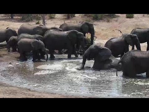Djuma: Elephants enjoy a drink and a splash - 11:04 - 10/09/19
