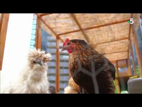 download lagu mp3 mp4 Pommes Sarladaises Wikipedia, download lagu Pommes Sarladaises Wikipedia gratis, unduh video klip Pommes Sarladaises Wikipedia