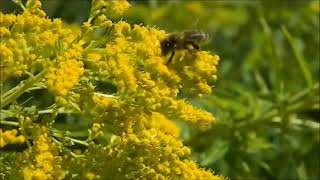 JOHN FOXX - This Jungle ( exclusive video + edit )