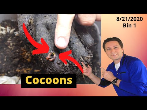 10 Gallon Worm Bin 1 Cocoons and Feeding 8/21/2020