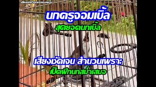 เสียงนกกรงหัวจุก | สุดยอด!! นกครูจอมเบิ้ล เสียงชัดเจนเปิดฝึกนกสม่ำเสมอ | #เสียงกระตุ้นนกรงหัวจุก