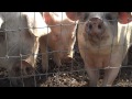 Pigs Snorting Into Camera