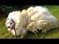 Dog Neglected For Years Finally Gets A Haircut That Uncovers His Real Identity