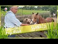 SIMMER YN FRYSLAN: Suwâld