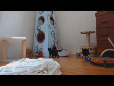 Classical Kittens - Inessa is Decorating