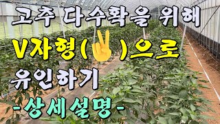 [고추]다수확을 위한 V자 유인하기-상세설명보충-