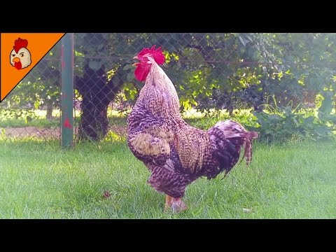 Rooster Crowing Compilation Duet Plus - Rooster Sounds Effect Alarm - Chicken Sounds
