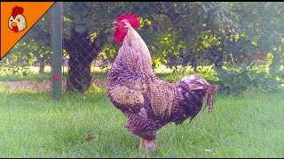 Rooster Crowing Compilation Duet Plus - Rooster So