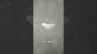 Download lagu Pertanda Baik? Kupu-Kupu Putih Masuk ke Rumah! #shorts #vlog mp3 Download lagu Pertanda Baik? Kupu-Kupu Putih Masuk ke Rumah! #shorts #vlog mp3