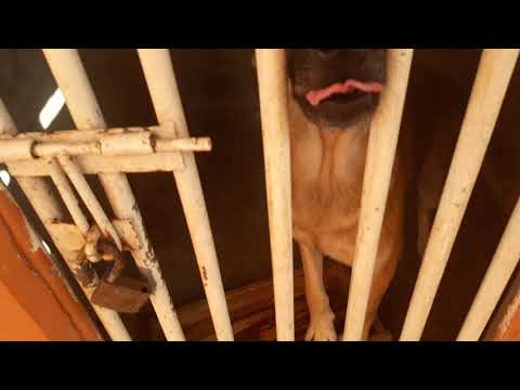 My pet dog.............