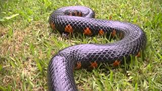 preview picture of video 'Eastern Mud Snake'
