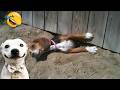FUNNIEST CATS AND DOGS VIDEOS 2026😻🐶4 Hours Of Hilarious ANIMALS🤣 DEFAULT Thumbnail