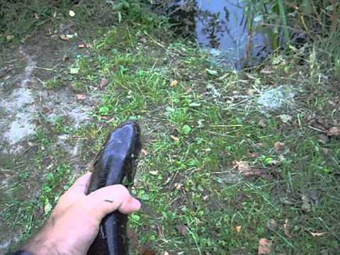 C&R pe Crisul Repede