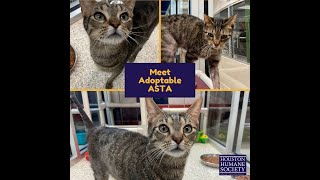 Pet Spotlight- Asta