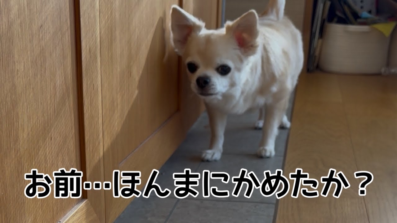 チワワの銀さん　かめたの成長にびびる　おしゃべりペット