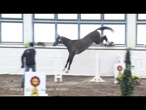 KN 1: Aron v. Askari - Kolibri - Jerome I, Wallach, *2018, Apfelschimmel