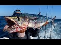 Commercial Kingfish Mayhem Commercial Kingfishing