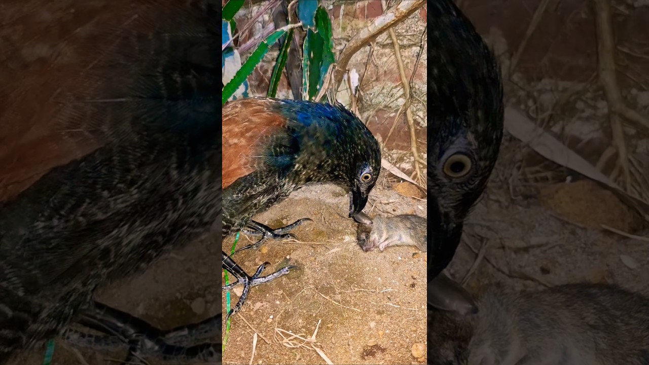 먹잇감들은 이 새의 소리를 듣거나 모습을 볼 때마다 항상 겁에 질려 숨거나 심지어 사라지기도 합니다. #동물​#야생동물​#다큐멘터리​#야생동물다큐멘터 리​#동물세계​ #birds