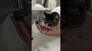 ず〜〜〜〜っと💦飲んでるネコ