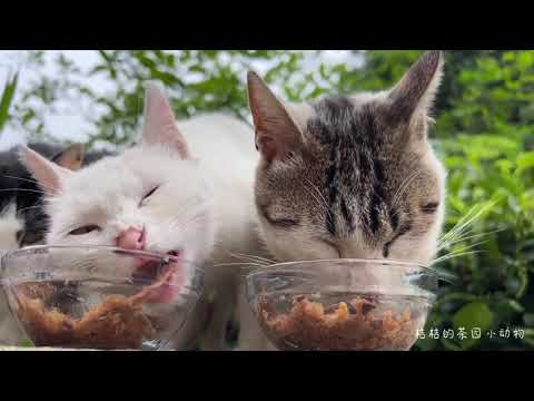 One day in the garden to harvest melons with the owner of the shepherd cats