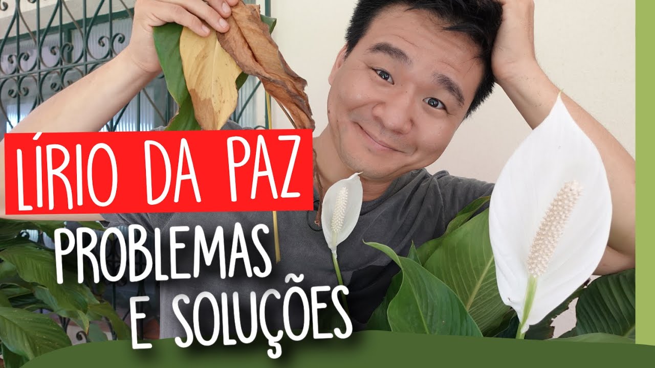 LÍRIO-DA-PAZ. Problemas e soluções