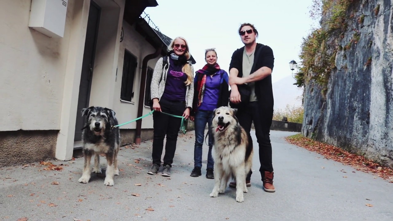 Österreich, Hundekoch Profi im Land der Knödel :) Hunde on Tour :)