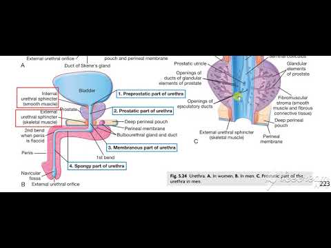 Urinary System