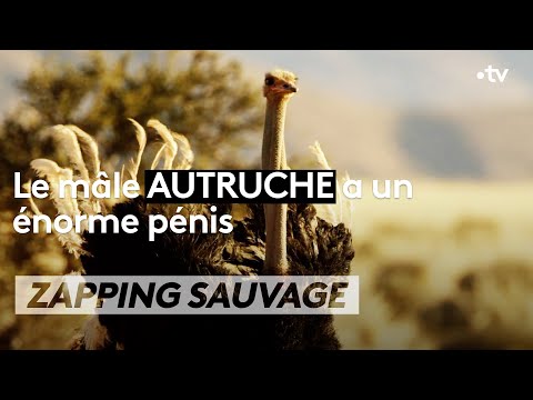 , title : 'Le mâle autruche a un énorme pénis - ZAPPING SAUVAGE'