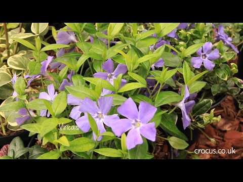 download lagu mp3 mp4 Low Maintenance Ground Cover Plants Uk, download lagu Low Maintenance Ground Cover Plants Uk gratis, unduh video klip Low Maintenance Ground Cover Plants Uk