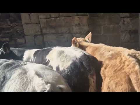 8 Top Of the Pops Continental heifers - Image 2