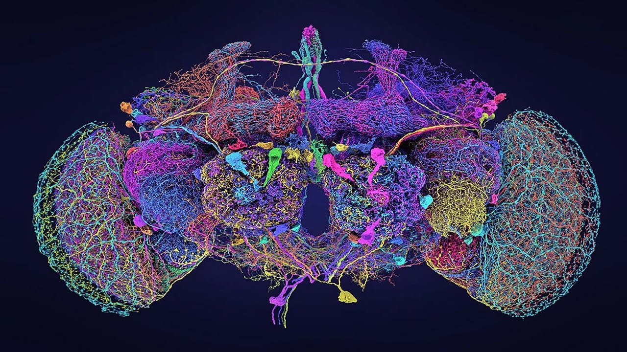 Getting Closer To Understanding Consciousness ⚡️