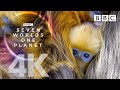 Seven Worlds, One Planet: Extended Trailer (ft Sia and Hans Zimmer) - BBC Earth