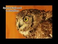 Spotted Eagle Owl Vocalisations