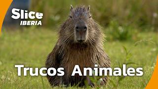 Thumbnail del capítulo