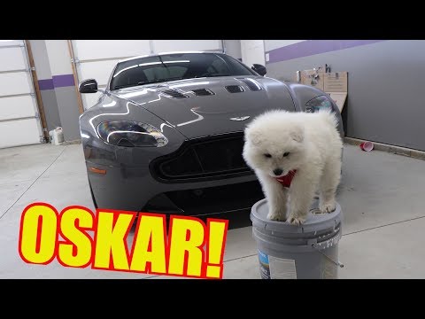download lagu mp3 mp4 Oscar Puppy, download lagu Oscar Puppy gratis, unduh video klip Oscar Puppy