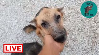 His name is Chance. He already feels much better - Takis Shelter