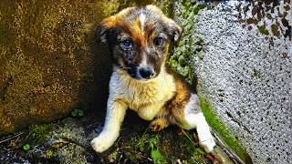 Abandoned Puppy Lost All Hope to Live Until This Happened