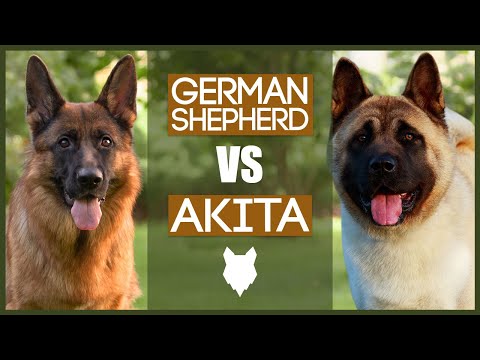ジャーマン・シェパード VS 秋田