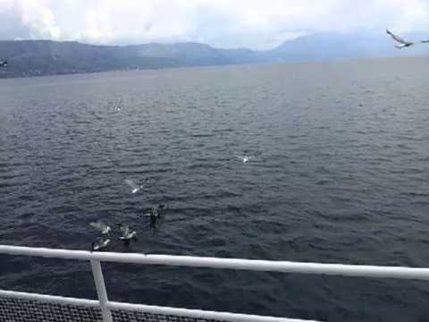 Racci, Chorvatsko, Staniči 2013