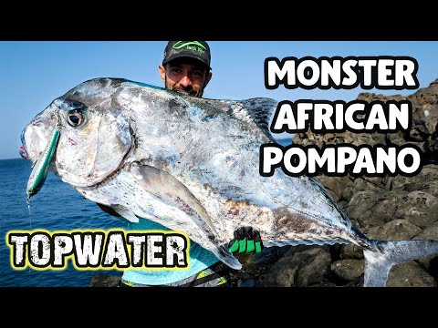 African pompano på Kap Verde