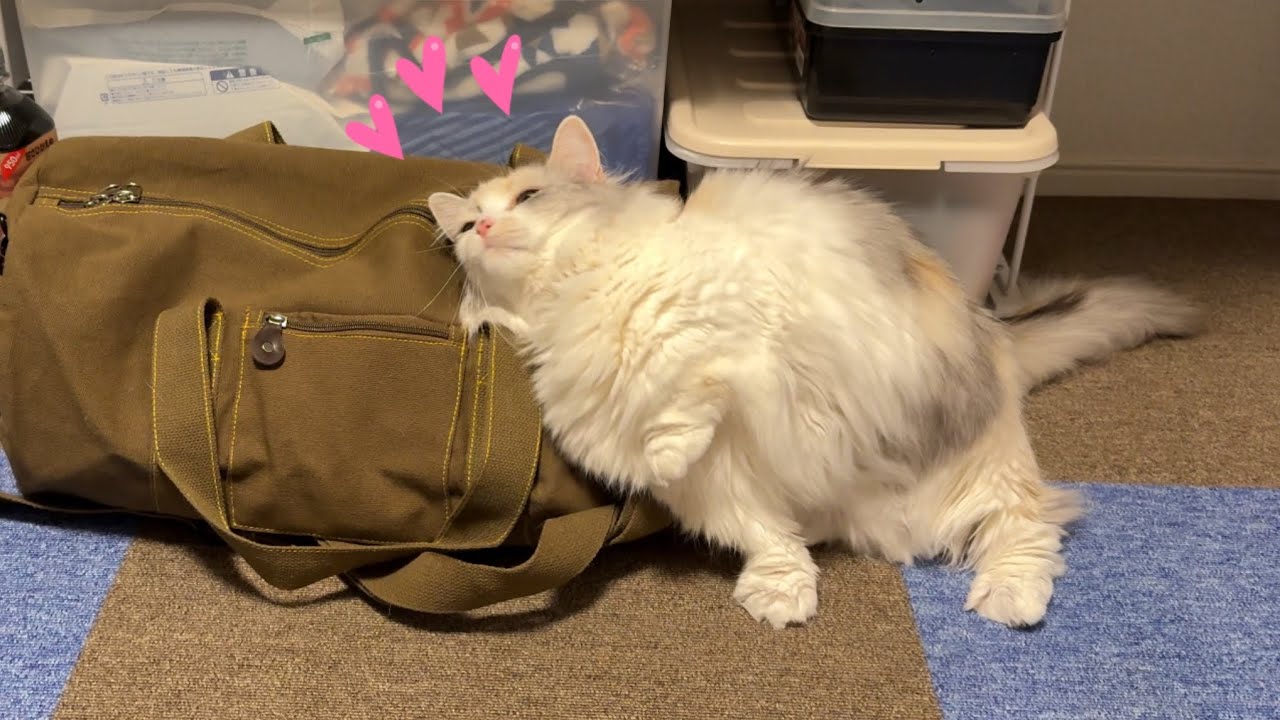 カバンにスリスリする甘えん坊猫が可愛すぎた