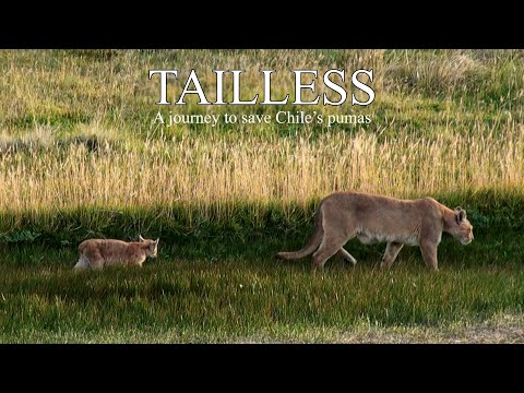 Tailless - Trailer