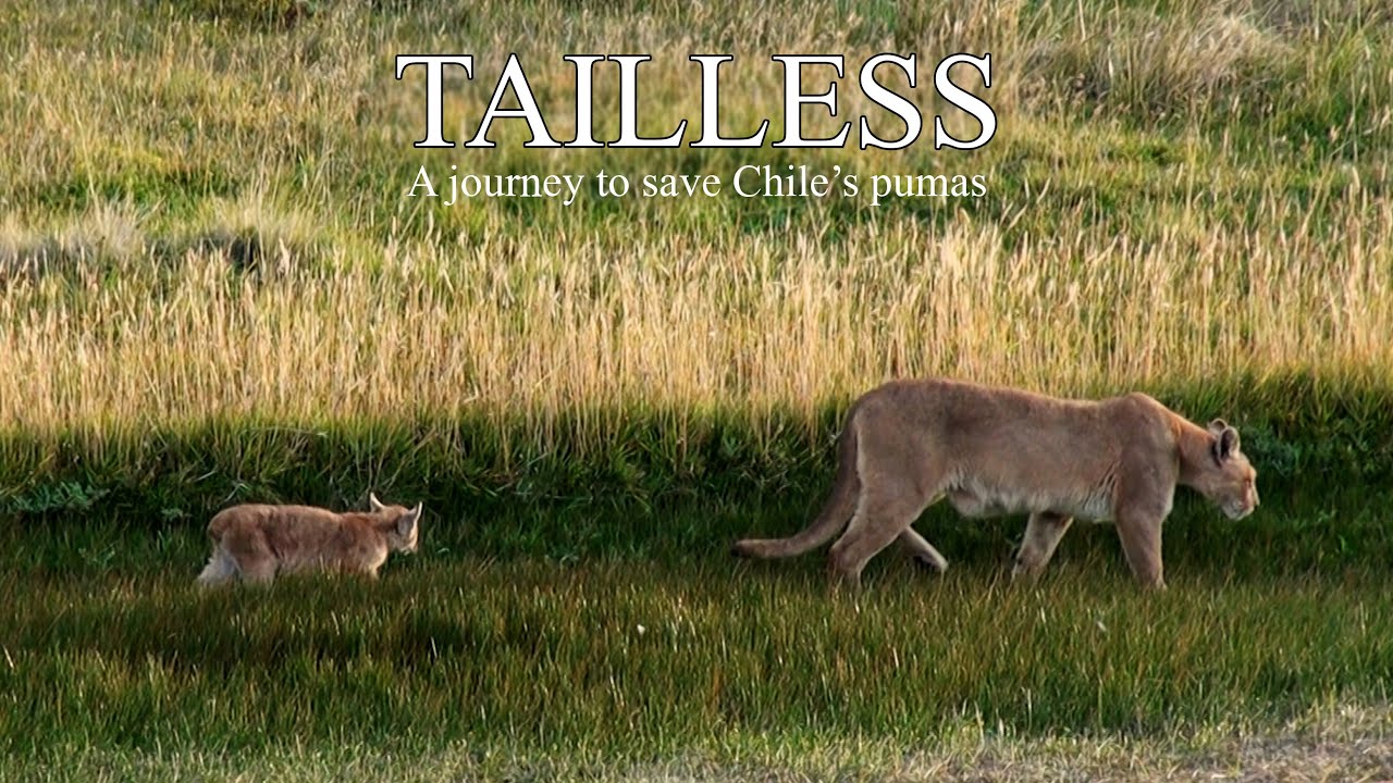 Tailless - Trailer