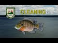 How to Clean a Bluegill